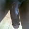 My big black cock for women