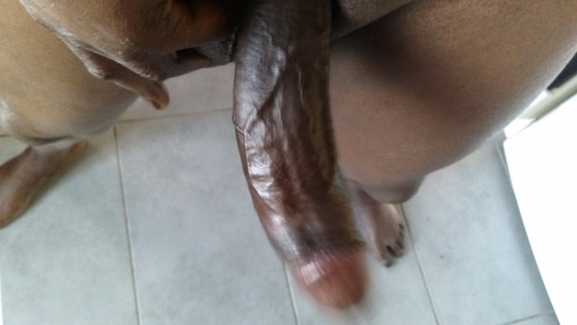 Available black bull in the midlands UK.